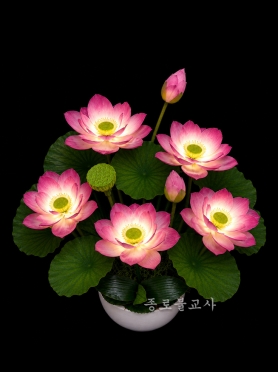 연꽃 7봉 (분홍)