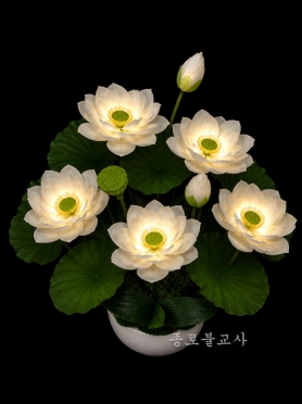 연꽃 7봉 (흰색)