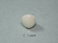 C (CUSPID) KIT STANDARD