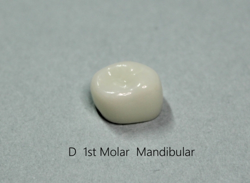 D 1ST MOLAR/  E 2ND MOLAR STANDARD FIT 1ea 낱개