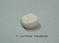 D 1ST MOLAR/  E 2ND MOLAR STANDARD FIT 1ea 낱개