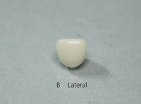 A CENTRAL / B LATERAL/ C CUSPID/  STANDARD FIT 1ea 낱개