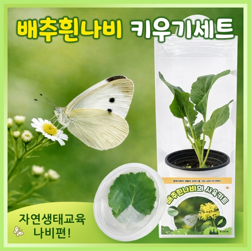 나비관찰키트,곤충관찰,자연관찰,곤충키우기(4/13~6/15 판매)