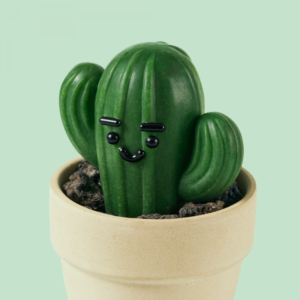 NEW 동구밭 캑터스 올인원 퍼퓸바 세트 약산성 비누 집들이선물 선인장 오브제