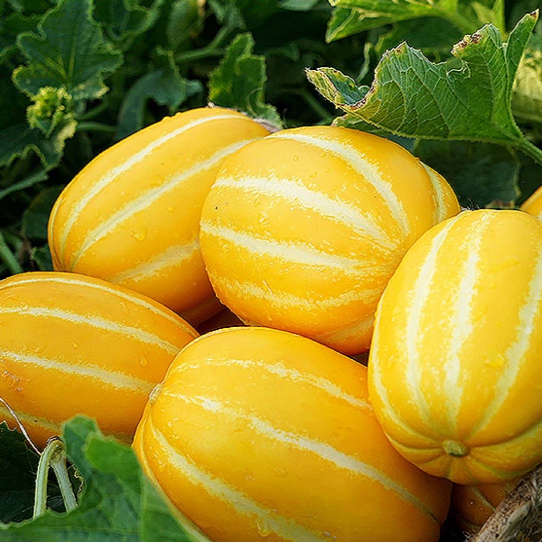[성주] 참외 (2kg/3kg/5kg/10kg)