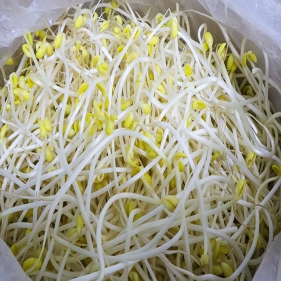 [레이저배송] 콩나물 (4kg/박스)
