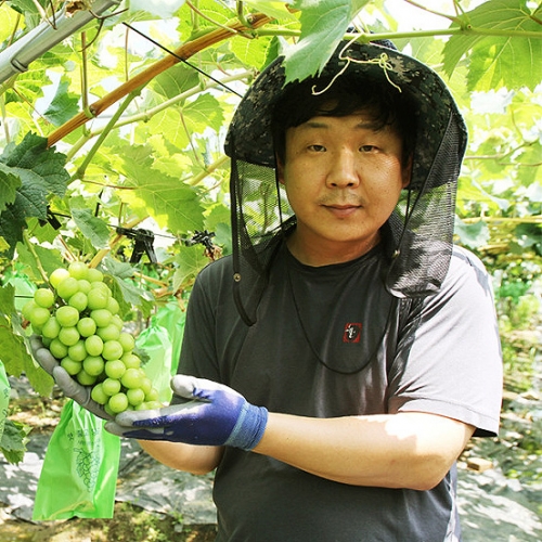 [상주] 고당도 샤인머스켓(2-3수) 선물용 당도선별 산지직송 고품질 망고포도