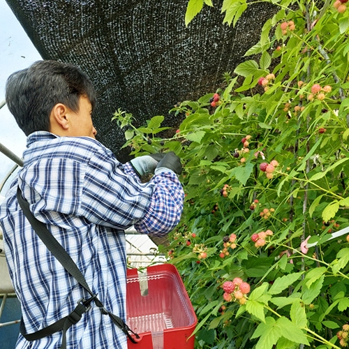 [보성] 친환경 인증 복분자 (2kg/4kg) 무농약 유기농 스마트팜 재배 새콤달콤 복분자