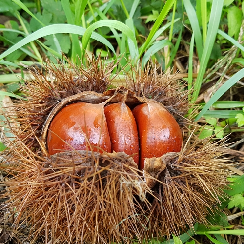 [순창] 대보·칼집밤·옥광밤 (1kg) 깨끗하게 선별한 구수하고 당도 좋은 밤