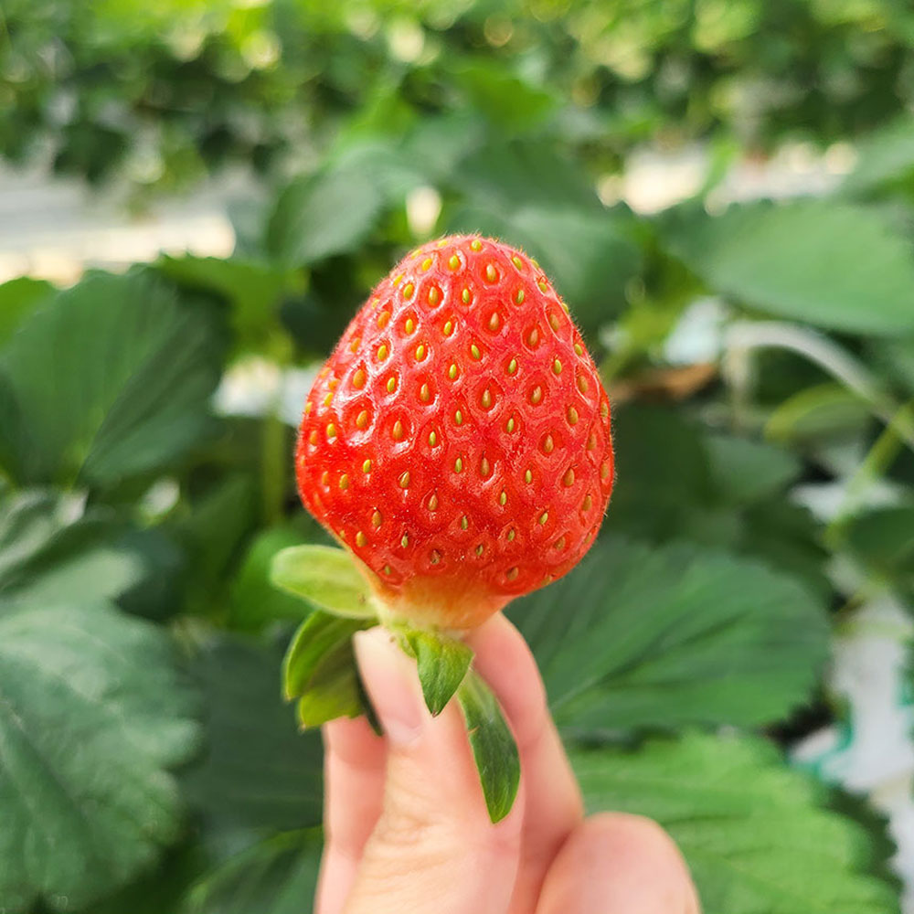 [김제] 설향딸기 (750g) 새콤달콤 제철 딸기