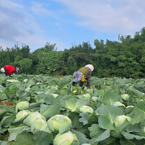 [무안] 산지직송 깐 양배추 (3~4kg/2통)