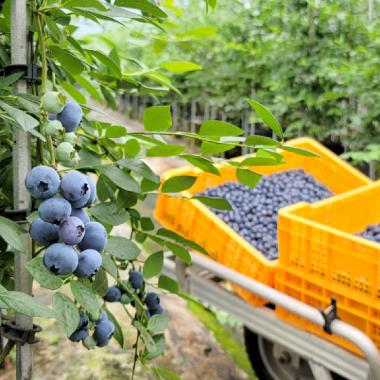 [논산] 국내산 냉동 블루베리 중과 대과 특대과 (1kg)