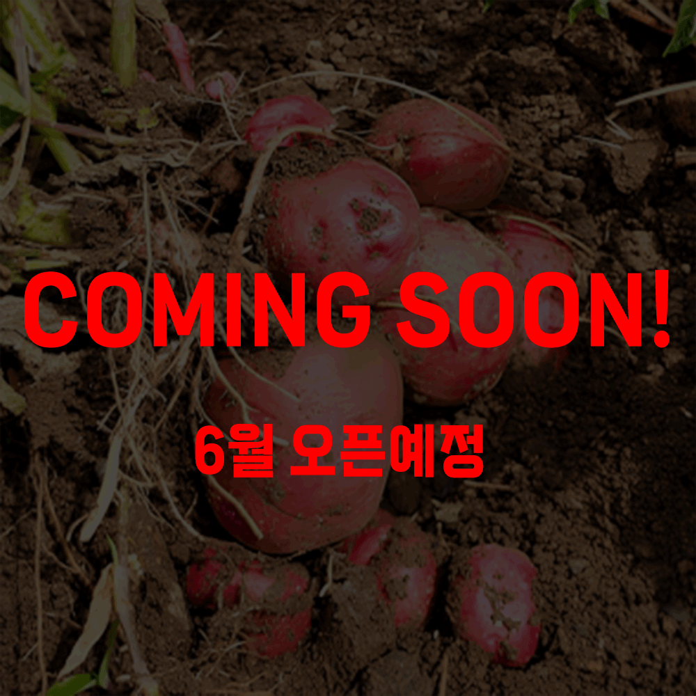 [남해] 해풍맞은 25년산 햇 카스테라 노지 홍감자
