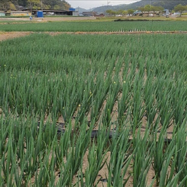 [천원의행복] 국내산 싱싱한 대파 흙대파 500g