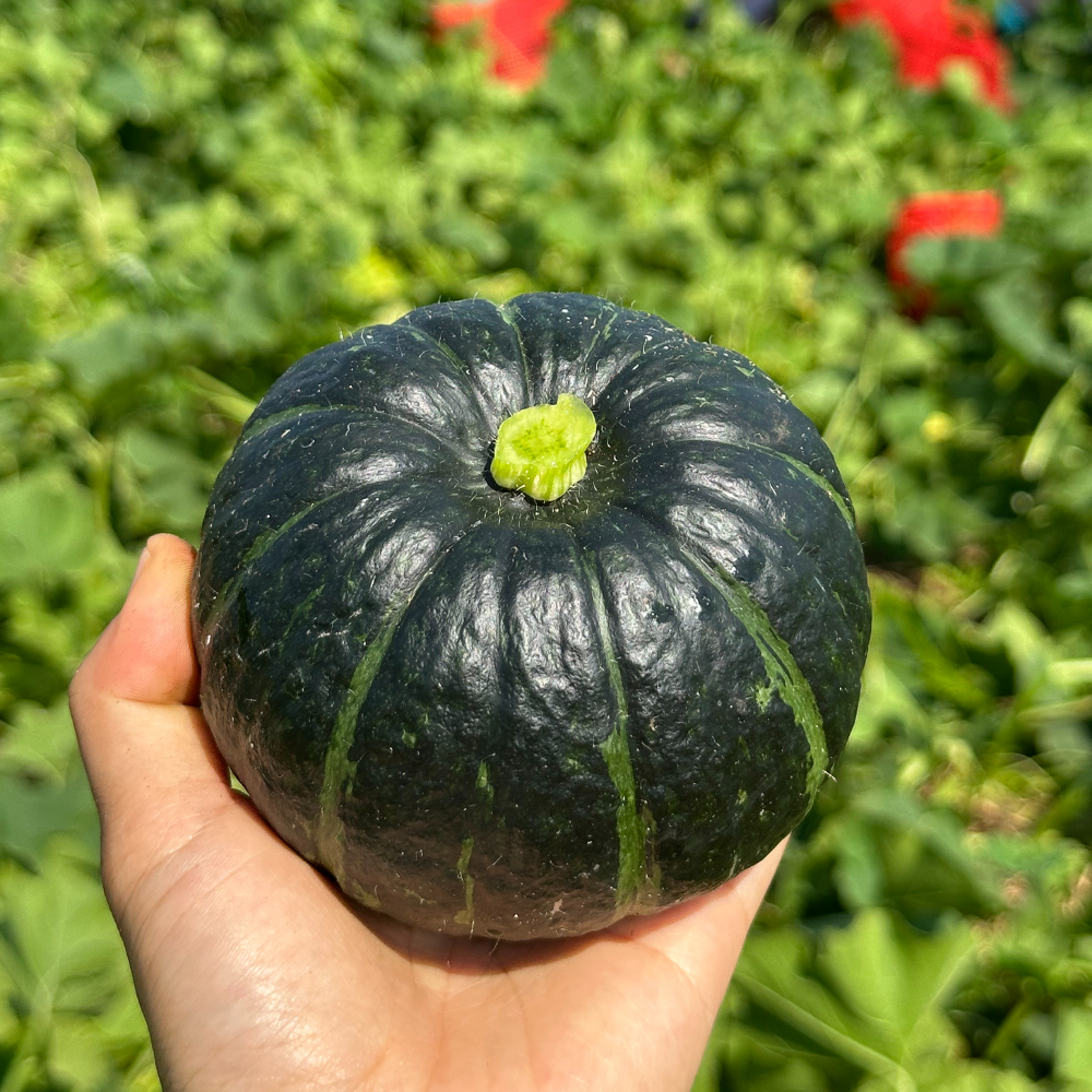 [제주] 미니 단호박 250~650g(정품)