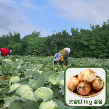 [만원의 행복] 산지직송 깐 양배추 2통(3~4kg)+ 햇양파 소 1kg