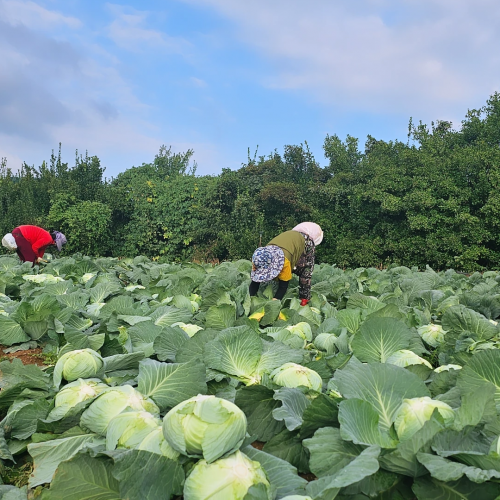 [오천원의 행복] 무안 깐 양배추 2-3통(3-4kg)
