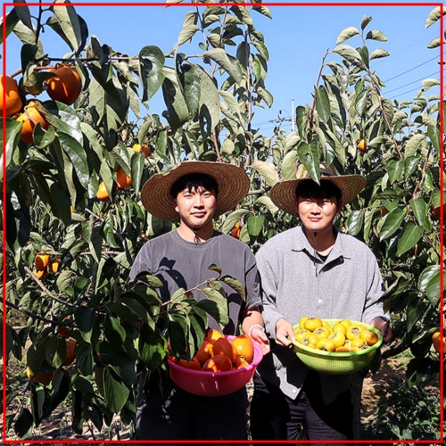 오늘의 상품 26년산 장성 단감 소과 60~70과 10kg