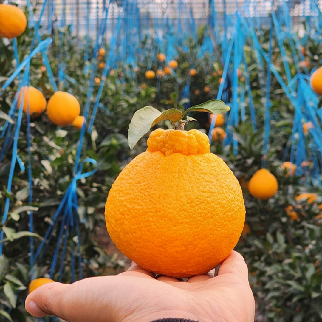 [제주] 고당도 한라봉 가정용/선물용ㅤ