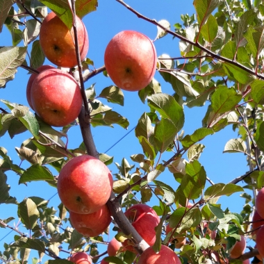 [경북] 당도 높은 부사 가정용 사과