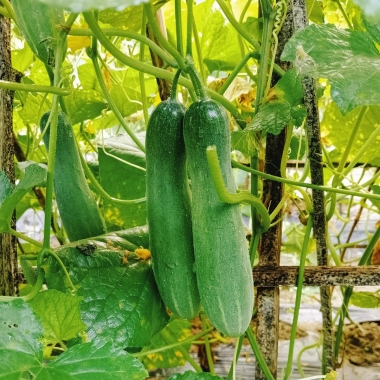 [천원의 행복] 국내산 취청오이 2개