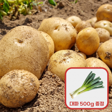 [3.5의 행복] 26년 담양 햇 수미감자 3kg 구매시, 흙대파 500g 증정