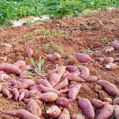 [천원의 행복] 해남 한입 꿀 고구마 햇고구마 1kg