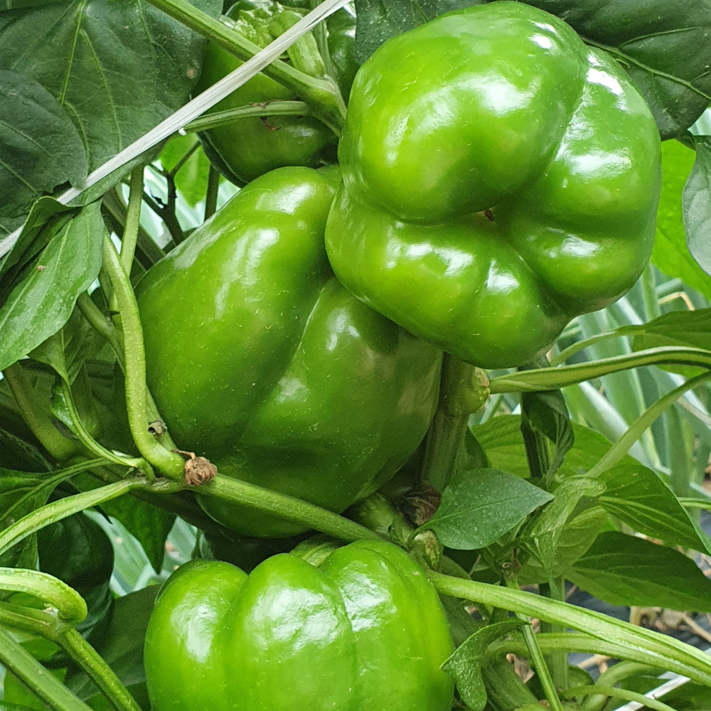 [천원의 행복] 국내산 청피망 200g