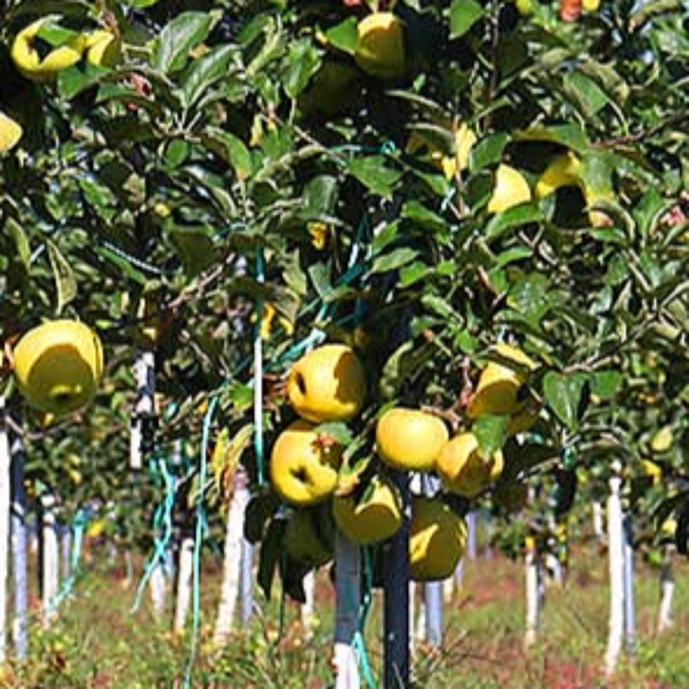 [장성] 황금사과 시나노골드 5kg (18과 내외)