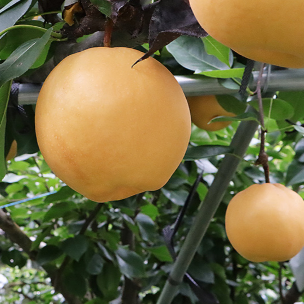 나주 문평 신고배 가정용 흠과 3kg 특가
