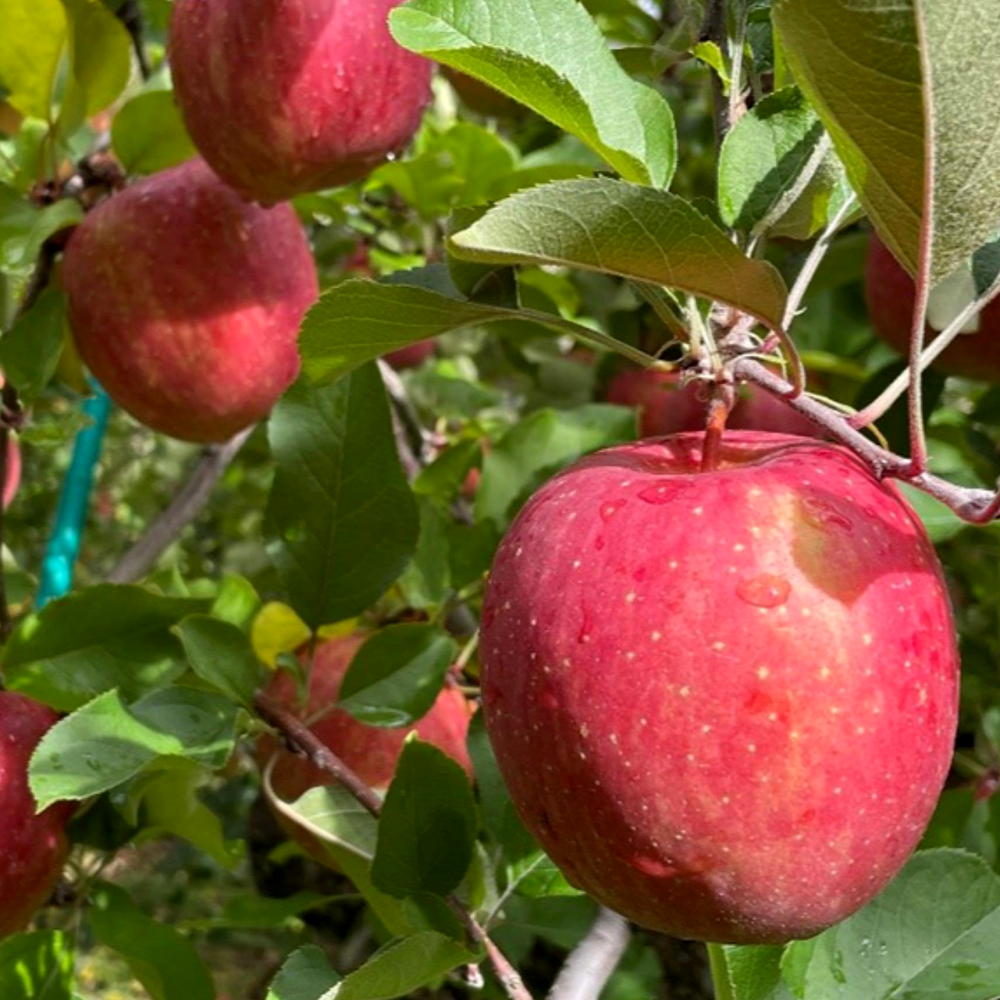 [경북] 고당도 프리미엄 감홍사과