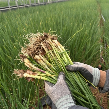 [고창] 신선한 흙쪽파 깐쪽파 1kg