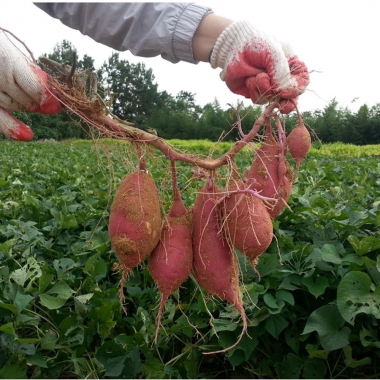 [만원의 행복]해남 한입 꿀고구마 햇고구마 5kg