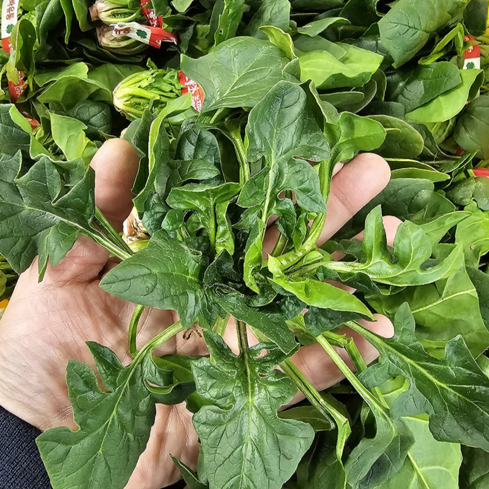 [남해] 해풍 맞고 자란 노지 햇 보물초 시금치