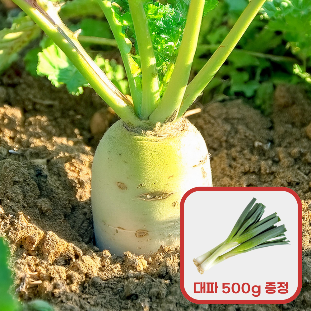 [3.5의 행복] 고창 흙무 3kg 구매시, 흙대파 500g 증정