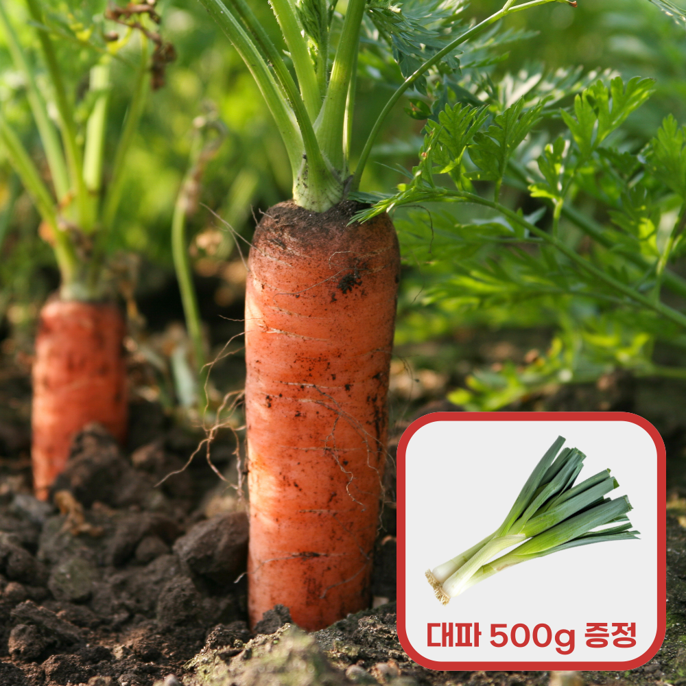 [3.5의 행복] 국내산 흙당근 3kg 구매시, 흙대파 500g 증정