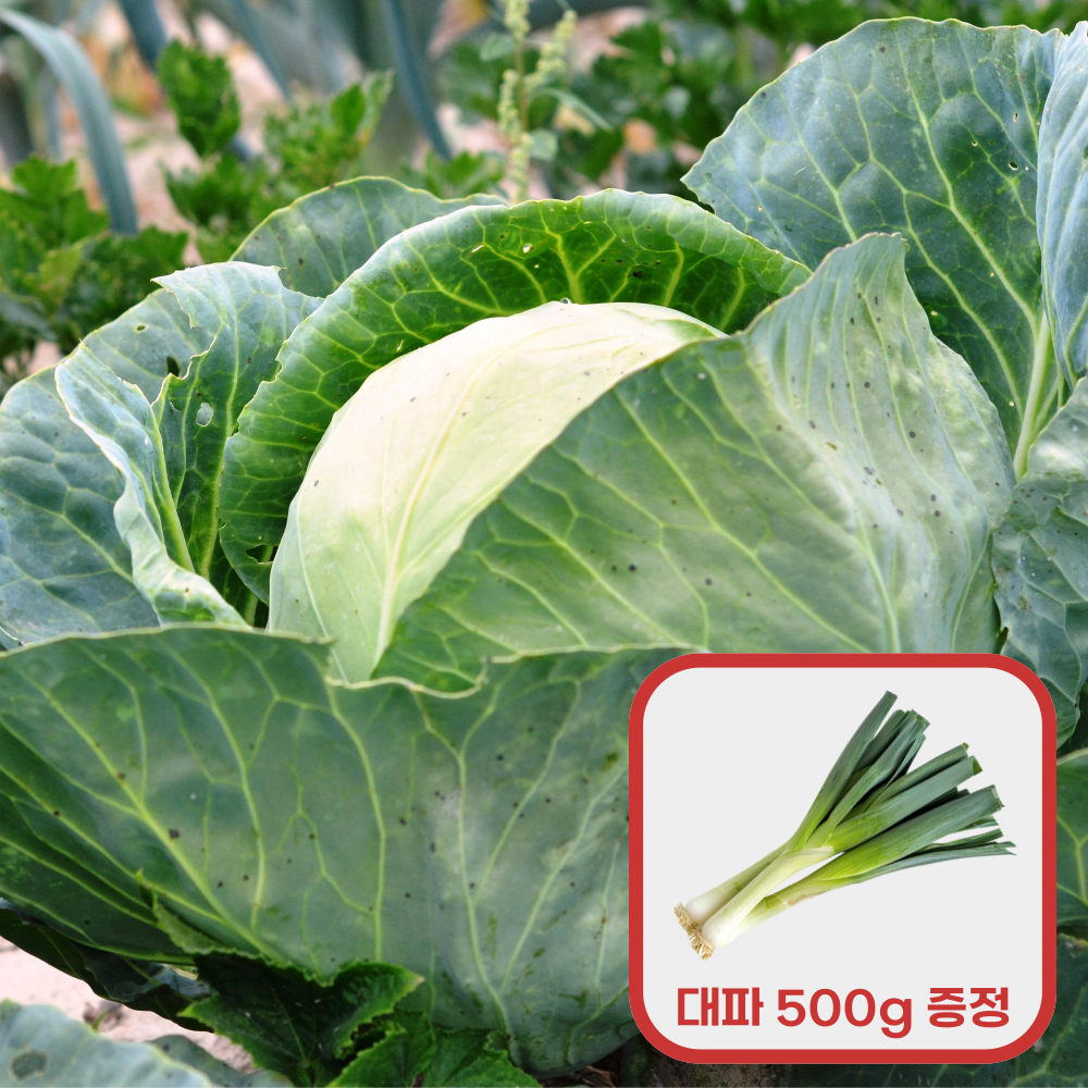 [3.5의 행복] 국내산 통 양배추 3kg 내외 구매시, 흙대파 500g 증정