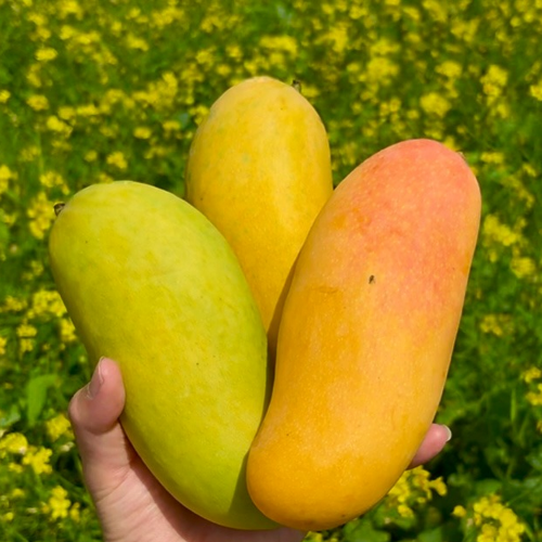 마하차녹 무지개 망고 (5~10과) 2.5kg