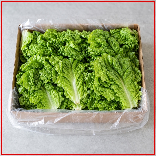 오늘의 상품 (국내산 청상추 2kg/box)