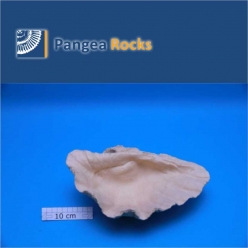10050m-28x19x9cm-730g-Pangea Rocks