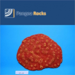 8000m-39x24x2cm-900g-Pangea Rocks