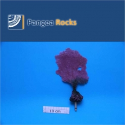 6570m-22x13x4cm-45g-Pangea Rocks