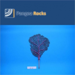 6510m-33x26x2cm-100g-Pangea Rocks