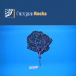 6500m-36x33x2cm-160g-Pangea Rocks