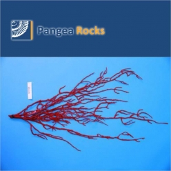6410m-100x20x2cm-190g-Pangea Rocks