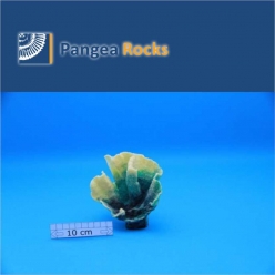 5200m-17x14x12cm-160g-Pangea Rocks