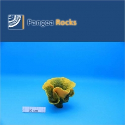 5110m-17x14x12cm-300g-Pangea Rocks