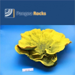 5090m-50x50x22cm-4,200g-Pangea Rocks