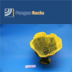 5050m-30x28x26cm-1,250g-Pangea Rocks