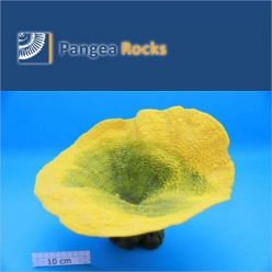5000m-34x31x24cm-1,150g-Pangea Rocks